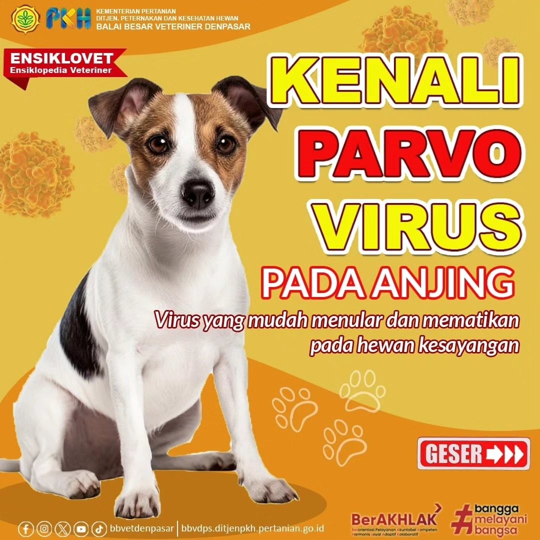 Kenali Parvo Virus Pada Anjing