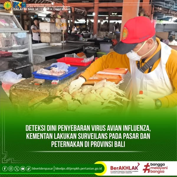 Deteksi Dini Penyebaran Virus Avian Influenza, Kementan Lakukan Surveilans Pada Pasar Dan Peternakan Di Provinsi Bali