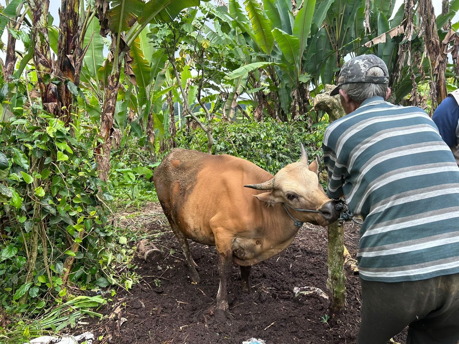 Kematian Sapi Karena Bloat, Bagaimana Peternak Bisa Mengantisipasi?